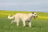 IRISH WOLFHOUND 022